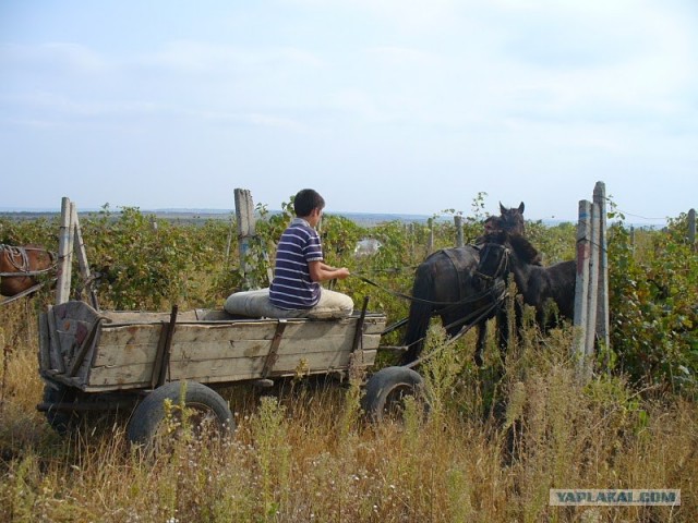 Сбор винограда в Молдавии
