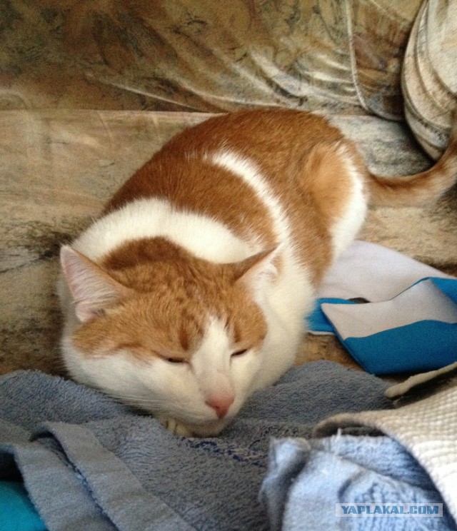 Котовторник 11.11.2014