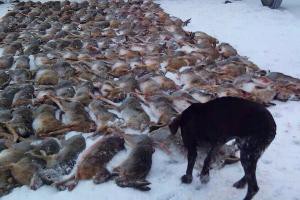 Участниками браконьерской бойни были главы двух ра