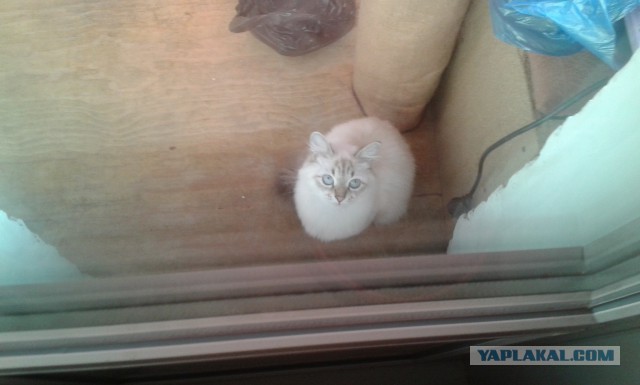 Котовторник