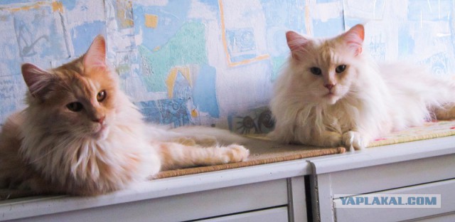 Котовторник 14.07.2015