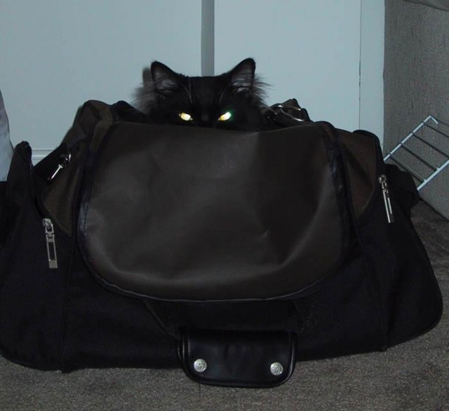 Коты, кошки, котята