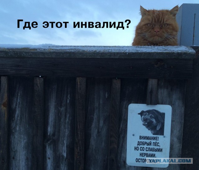 Добрый пёс со слабыми нервами.