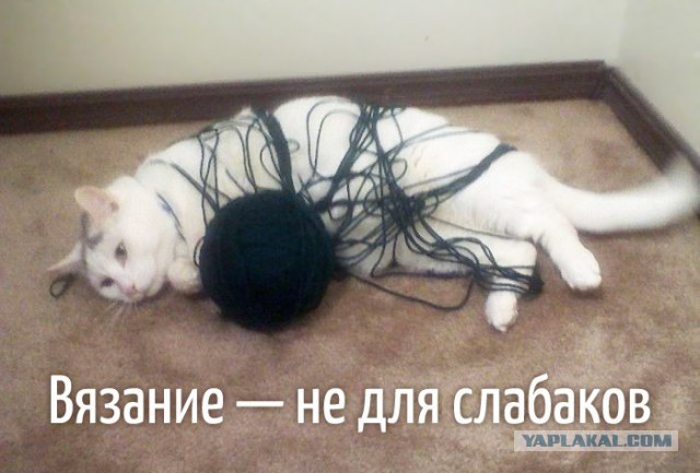 21 преимущество жизни с котом