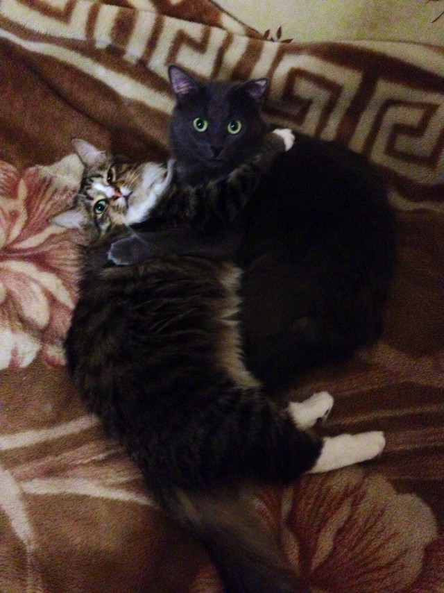 Кошачий ММА. Лига полутяжеловесов