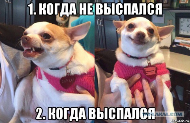И так каждое утро...