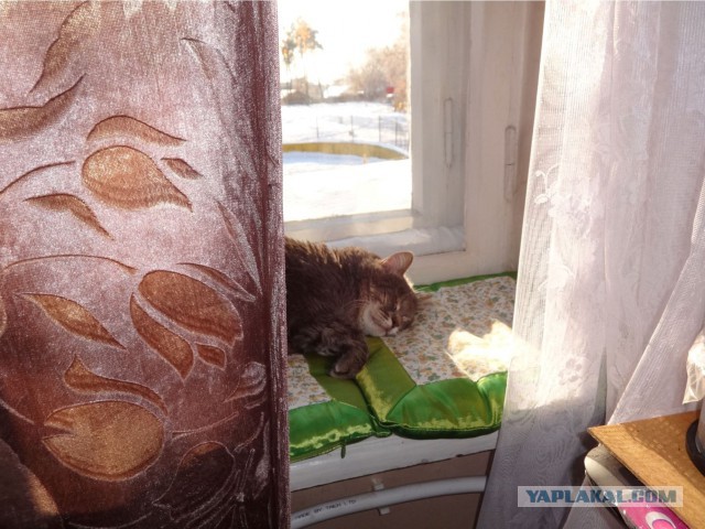 Котовторник 15.11.2016