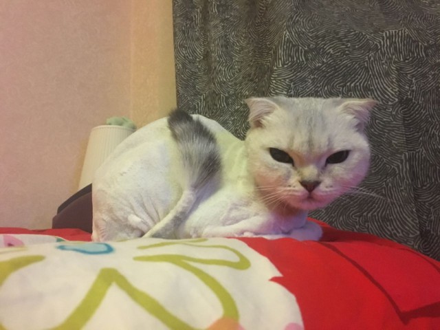 Коты и Кошки