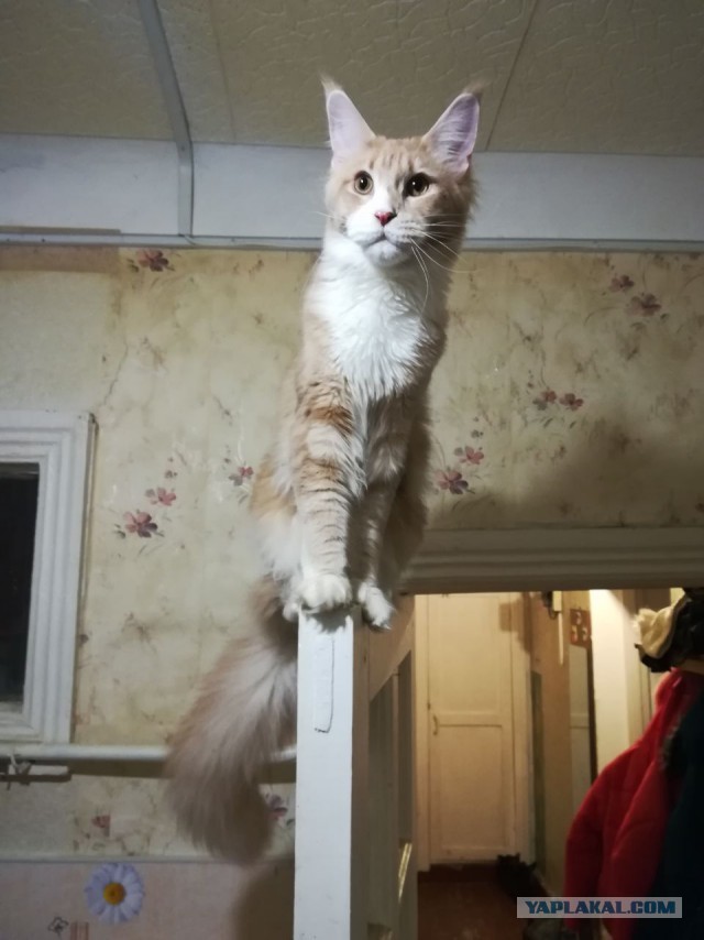 Котовторник 20.02.18