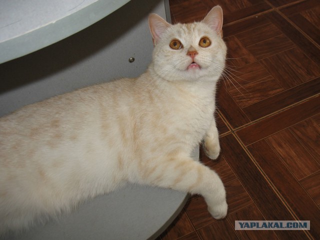 Котовторник  12.06.2018