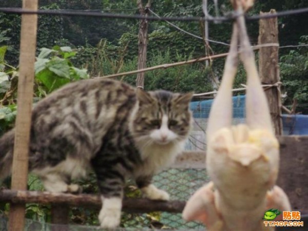 Охота за курицей!
