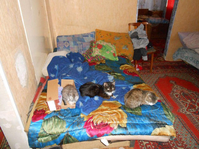 Прикольных котов пост