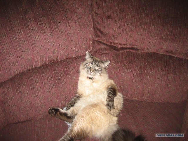 Эпический Котовторник!