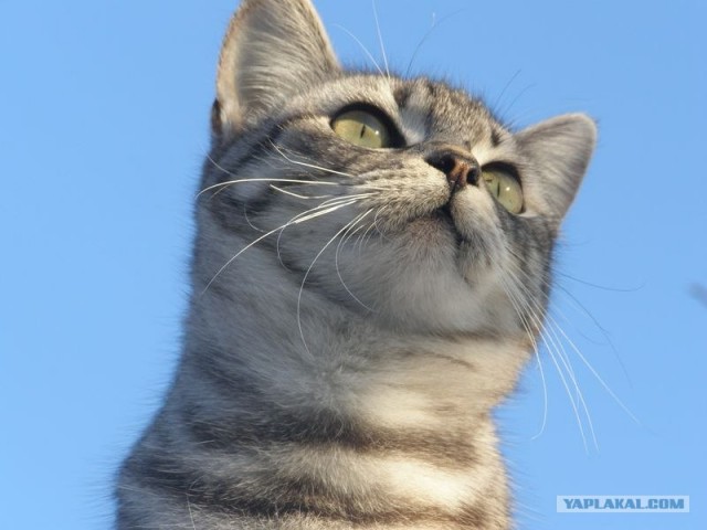Котовторник (31.01.2012)