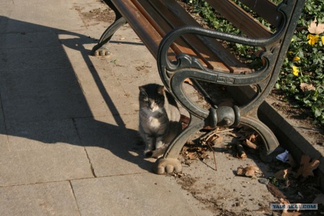 Котовторник 27.03.2012