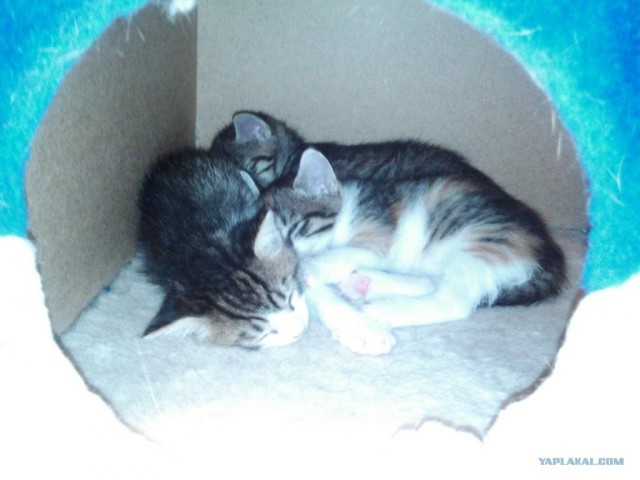 Котовторник  от 3.04.2012