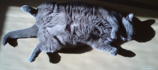 Котовторник 24.04.2012