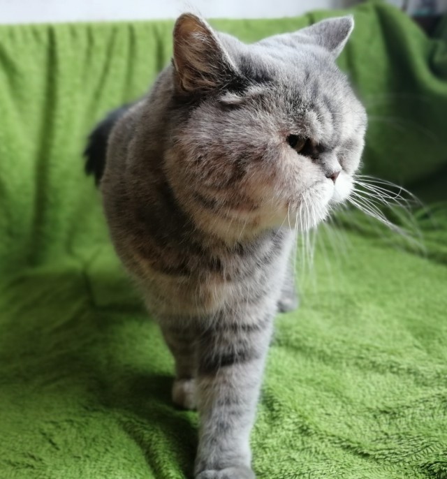Прикольных котов пост