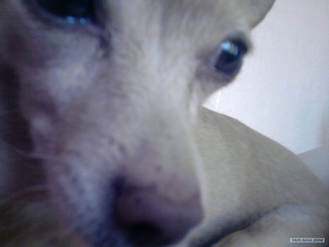 Собакочетверг!