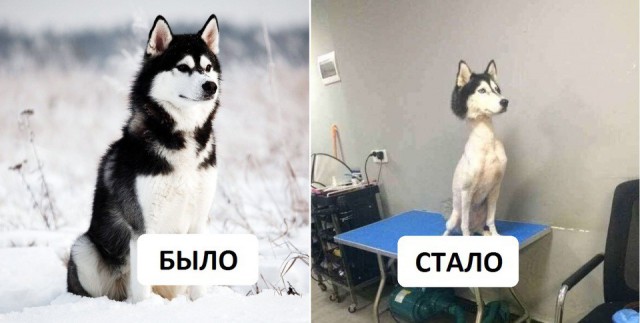 Собака удивительной красоты сама пришла проситься в приют