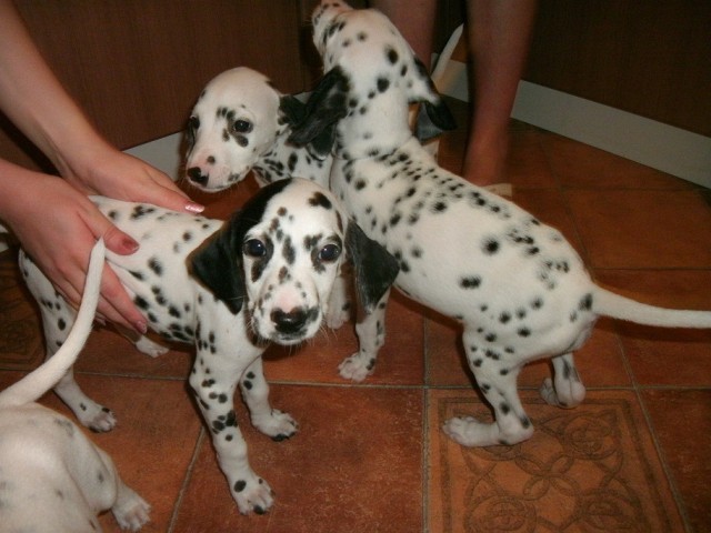Собакам запретили появляться в общественных местах
