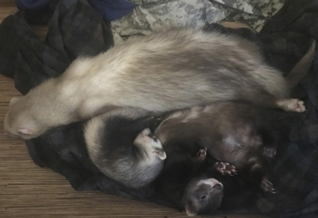 Корейский суп Юккедян (육개장)