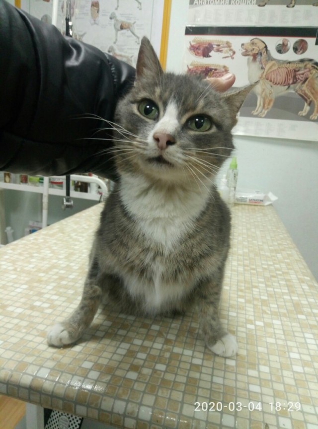 Забавные картинки с котами из сети