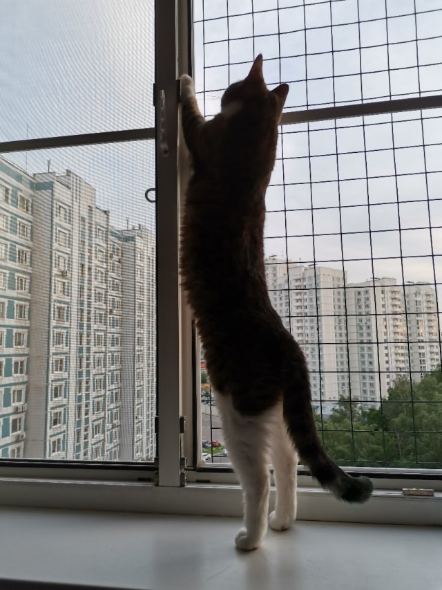 Эти забавные животные