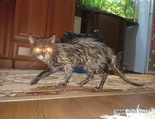 Лучшие сухие корма для кошек
