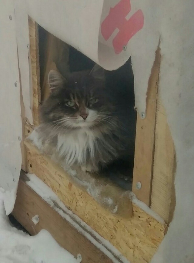 Подборка забавной живности