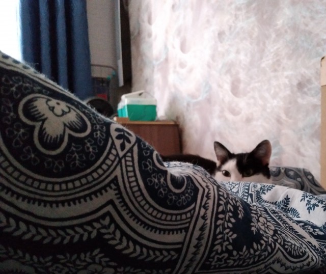 Вторник. Кото-вторник...
