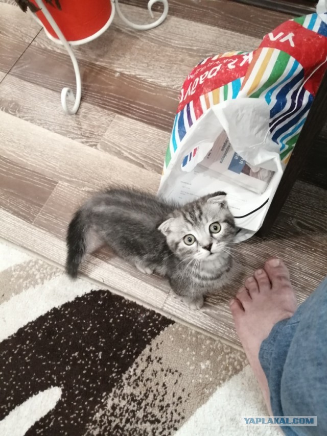 Котовторник. Поговорим о кличках, друзья