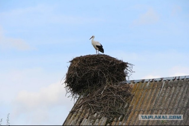 Заброшенные деревни. Уникальная деревня посреди болот