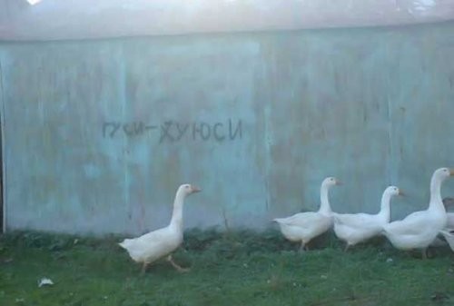 Гуси