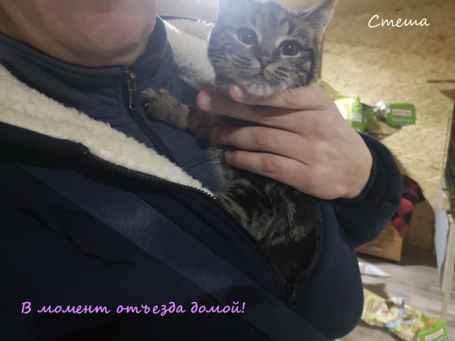 Жизнь домашнего приюта "Котоленд" 315