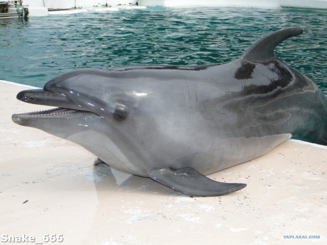 SeaworlD  Япония
