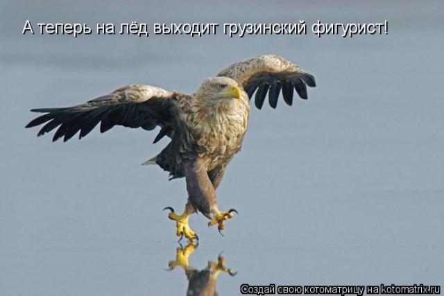 Орлы так не ходят © Виктор Матвеев