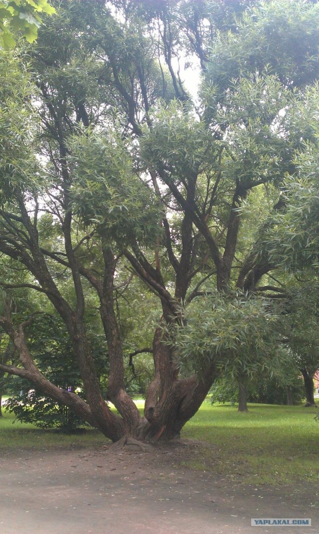 Путешествия из Петербурга в..