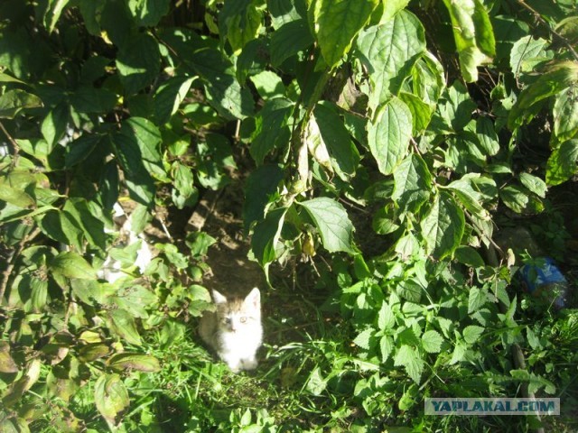 Жизнь домашнего приюта для котеек 415