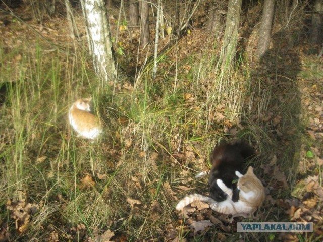 Жизнь домашнего приюта для котеек 419