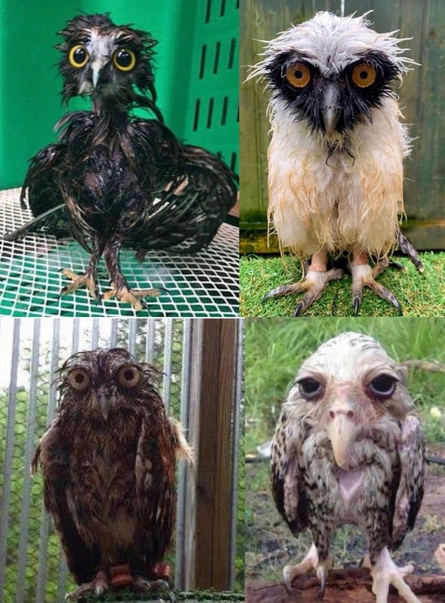 Совы и дождь