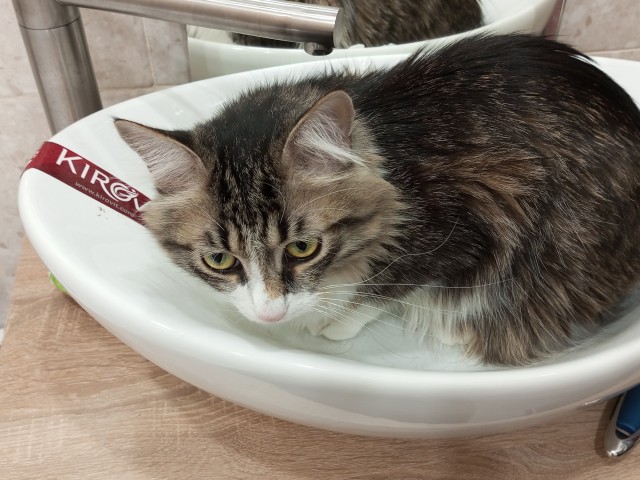 Ловушки для котов