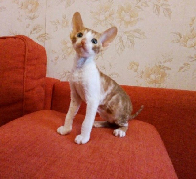 Начинаем котофторник?