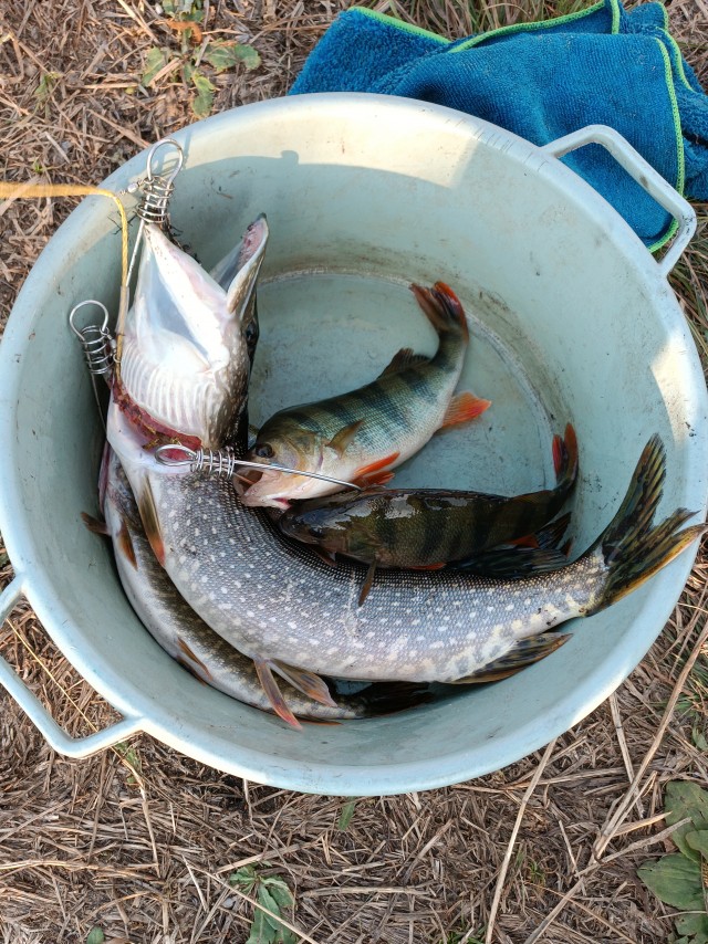 Очередная вылазка удалась