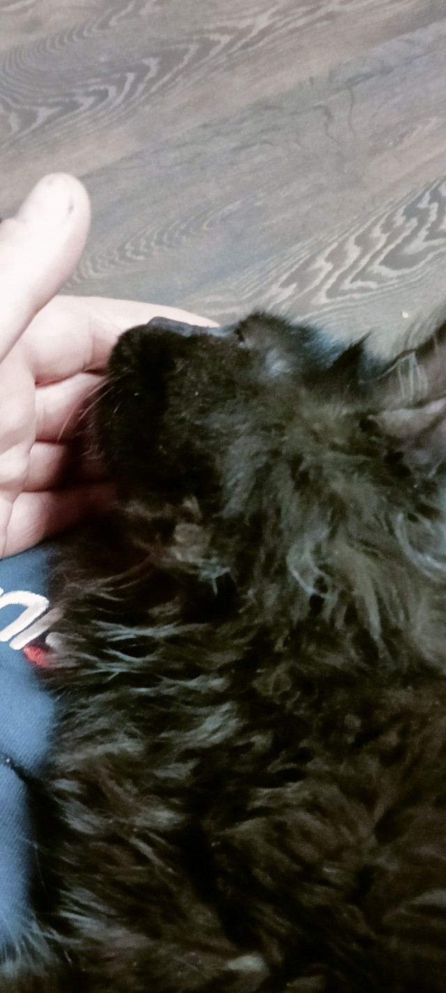 Умерла моя радость((