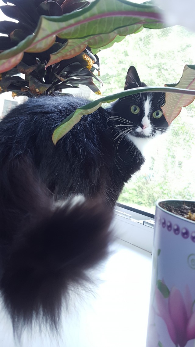 С котовторником ЯПовцы