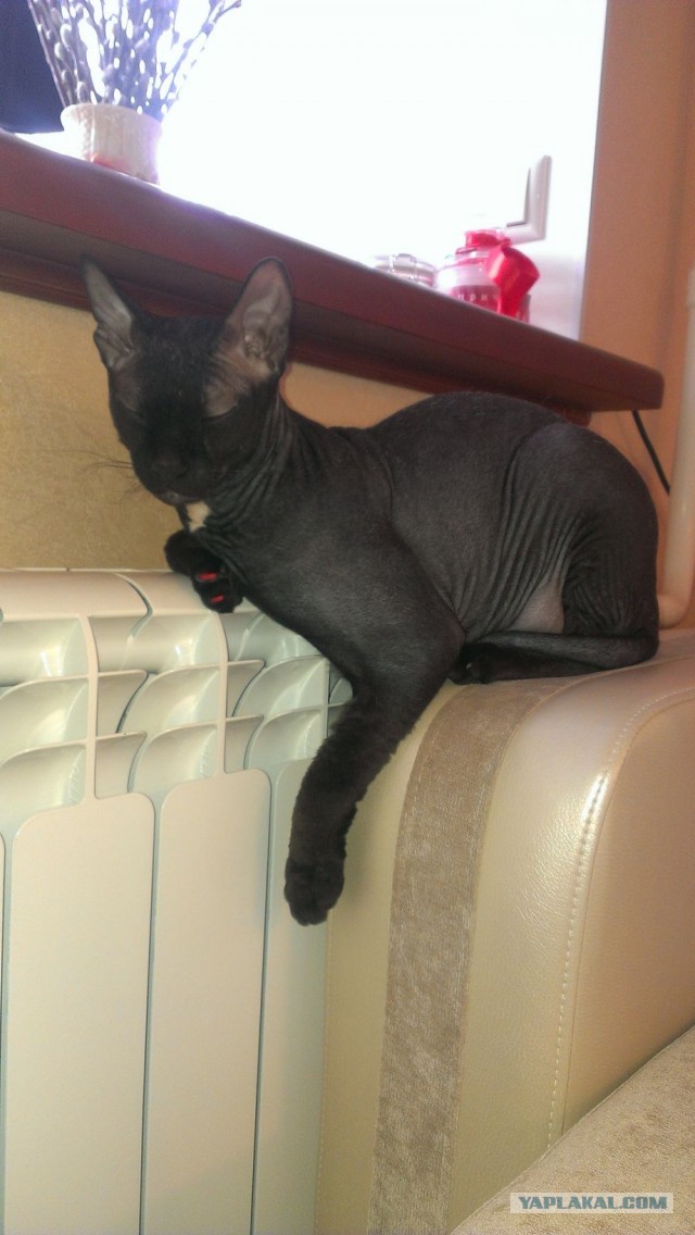 Котовторник  07.05.2013