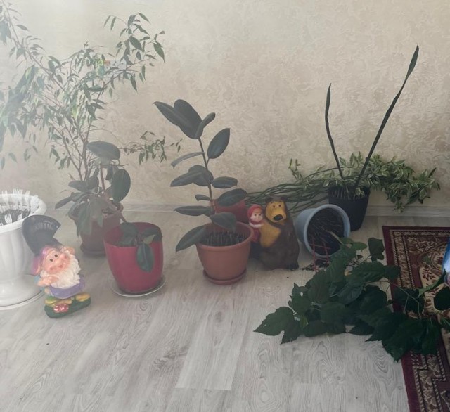 Жизнь с котом в одной картинке
