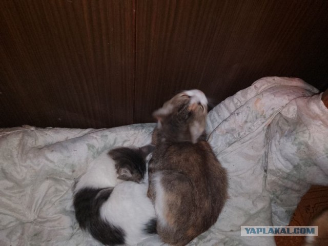 Жизнь домашнего приюта для котеек 519