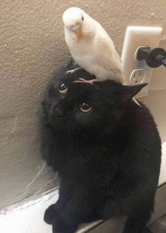 Котовторник в картинках